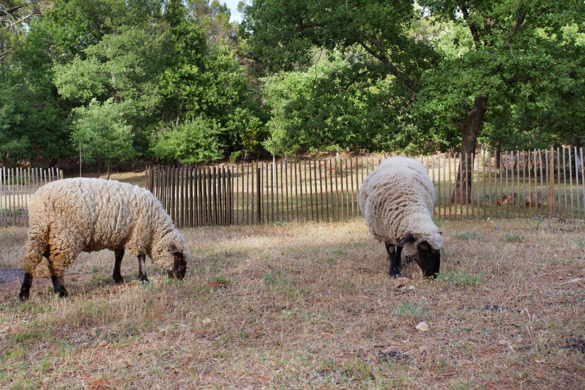 Domaine Les Petites Vaines Ξενοδοχείο Goult Δωμάτιο φωτογραφία